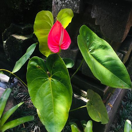 Tungeh Inn Ubud Esterno foto